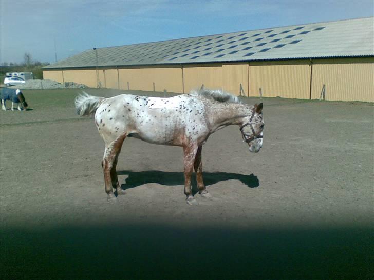 Appaloosa Carlo - Carlo i strit og strå billede 10