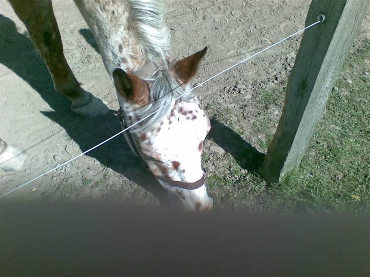 Appaloosa Carlo billede 11