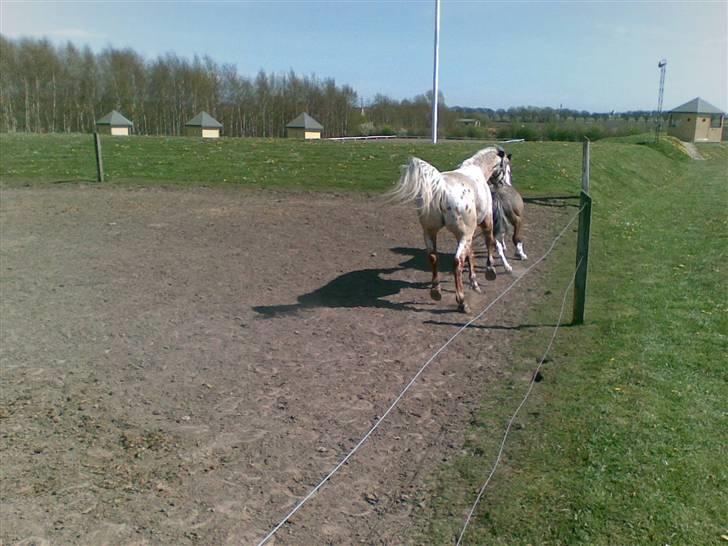 Appaloosa Carlo billede 12