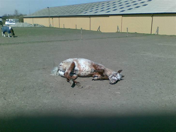 Appaloosa Carlo billede 13
