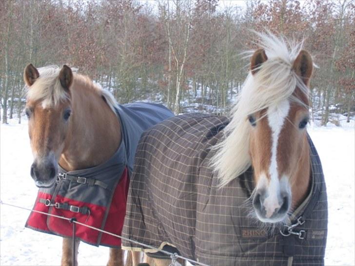 Tyroler Haflinger Story - Anita og Story vinter 2010 billede 4