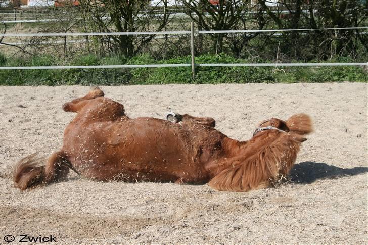 Islænder "Lille hest" - juhuuuue, lækkert at rulle sig. billede 16
