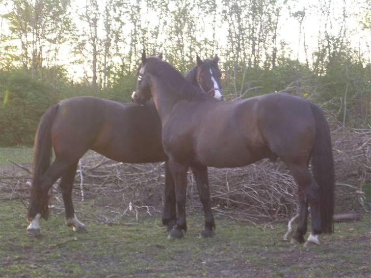 Anden særlig race Leonardo Von Liberty - Solgt - hjemme på marken med en af hans dejlige hopper(: billede 8