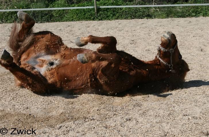 Islænder "Lille hest" - Og hele vejen rundt. billede 17