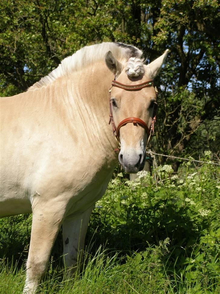 Fjordhest LOGIK MØLDRUP - 14/6 09 billede 4