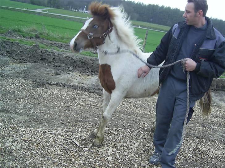 Pinto Djina <3 "Byttet" :/ - Hun er ikke til at styre ... heheheh,, :b billede 17