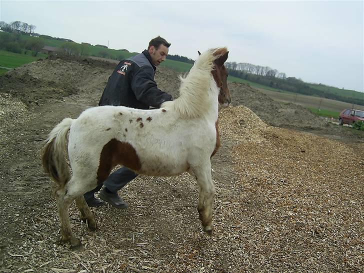 Pinto Djina <3 "Byttet" :/ billede 19