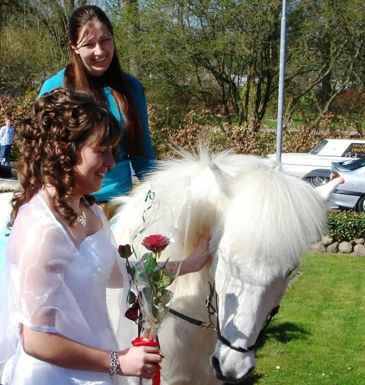 Islænder sindri fra gl.ladegård - sindri kom med en fin rose til min konfirmation <3<3 billede 15
