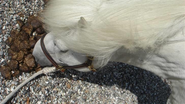 Islænder sindri fra gl.ladegård - orelund stævnet 07 billede 17