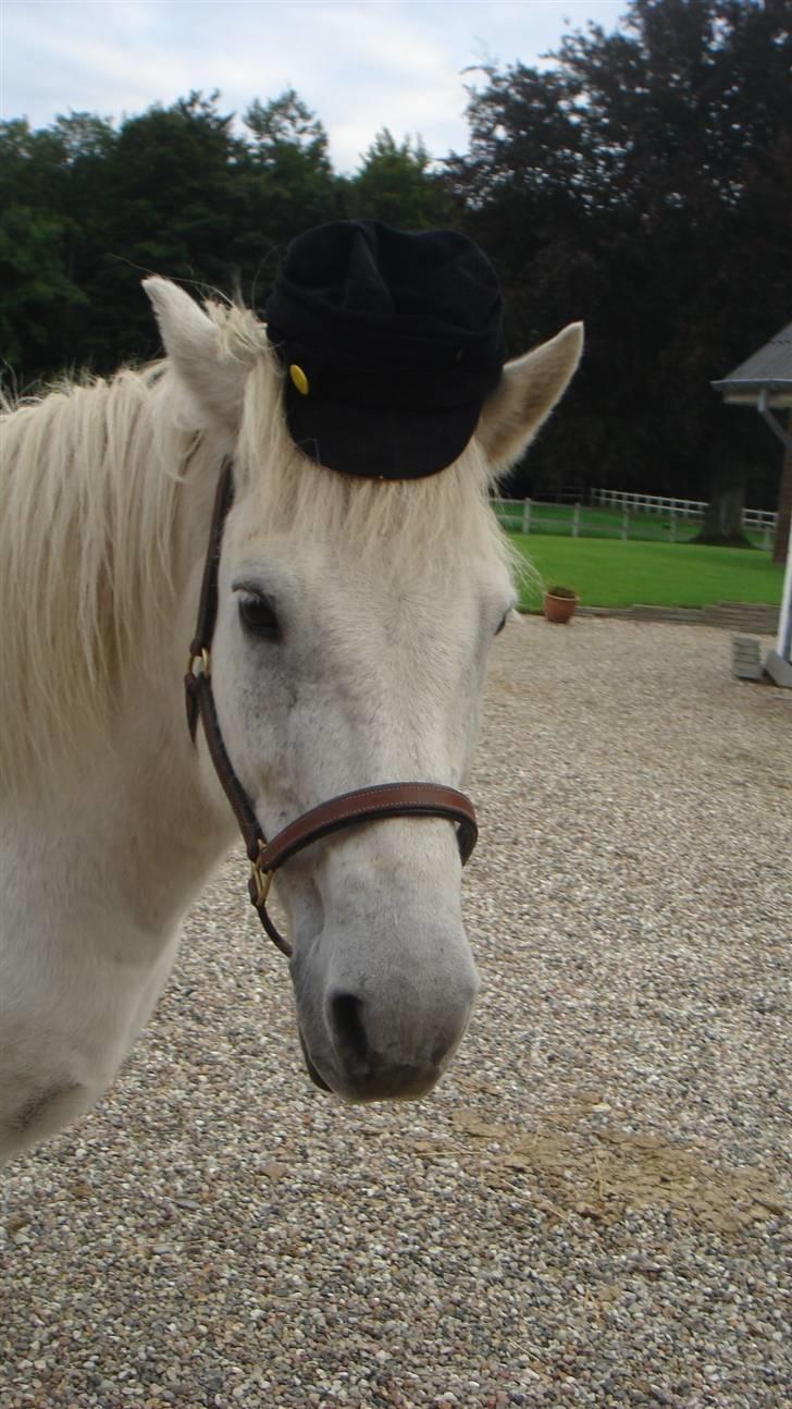 Islænder sindri fra gl.ladegård - haha er hn ik cool;) billede 18