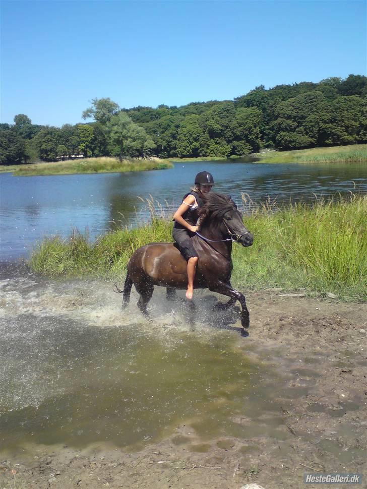 Islænder * Kólga Fra Ùtvik * - Verdens bedste Kólga <3 Søheste gallop <3 Elsker dig Kólga, du er den allerbedste´ste,, FOTO : M-L, Tudsind Tak <3 billede 2