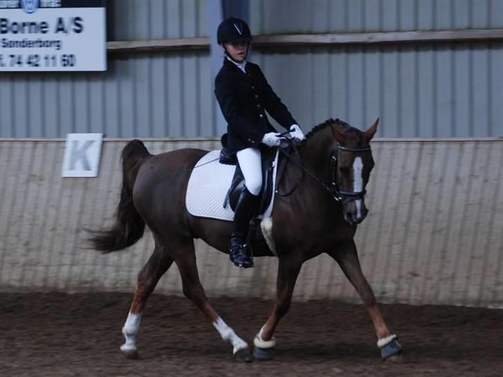 Hollandsk Sportspony filur  - i sundeved billede 14