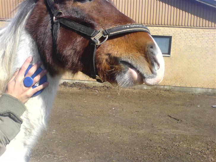 Anden særlig race Pepsie billede 6