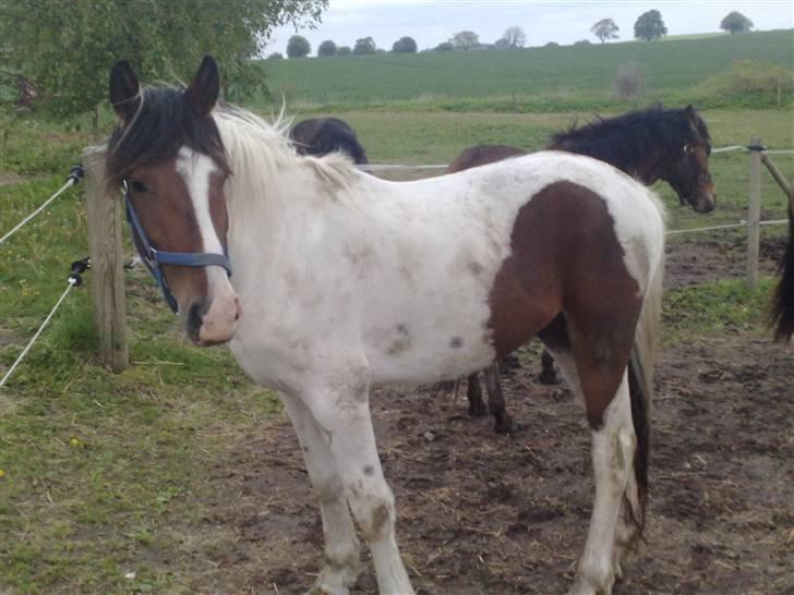 Anden særlig race Pepsie billede 7