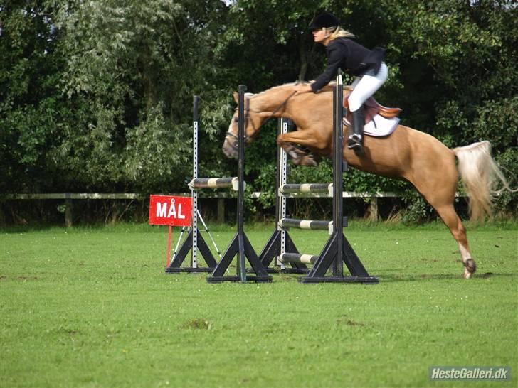 Hollandsk Sportspony Maroeska P - lidt langt fra ;p billede 20