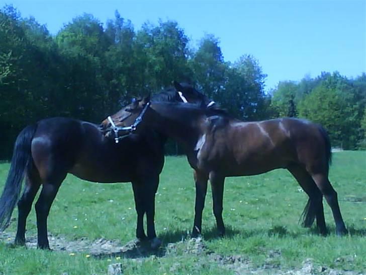Anden særlig race Chaplin (SOLGT) billede 14