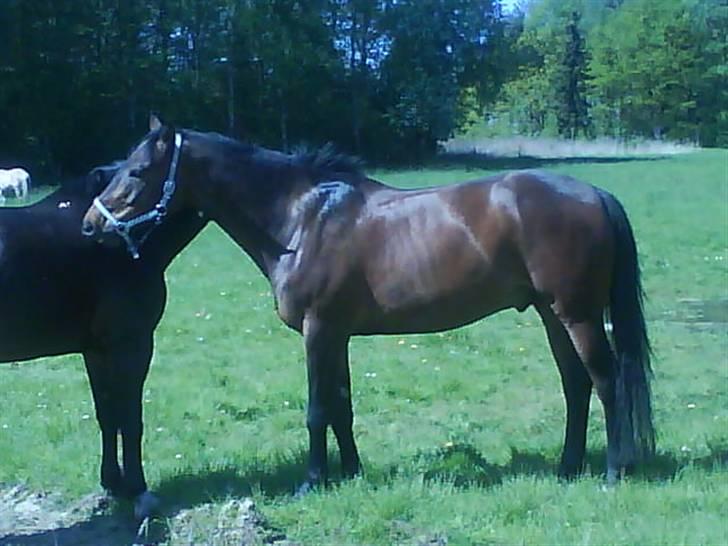 Anden særlig race Chaplin (SOLGT) billede 15