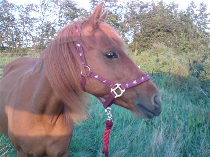 Anden særlig race Marina billede 1