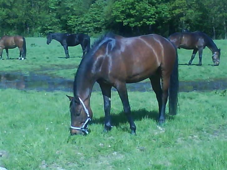 Anden særlig race Chaplin (SOLGT) billede 16