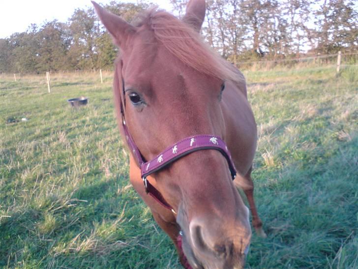 Anden særlig race Marina billede 2