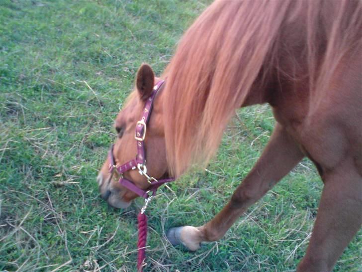 Anden særlig race Marina billede 3