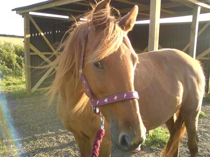 Anden særlig race Marina - marina på folden billede 4