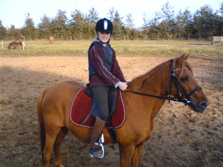 Anden særlig race Marina billede 7