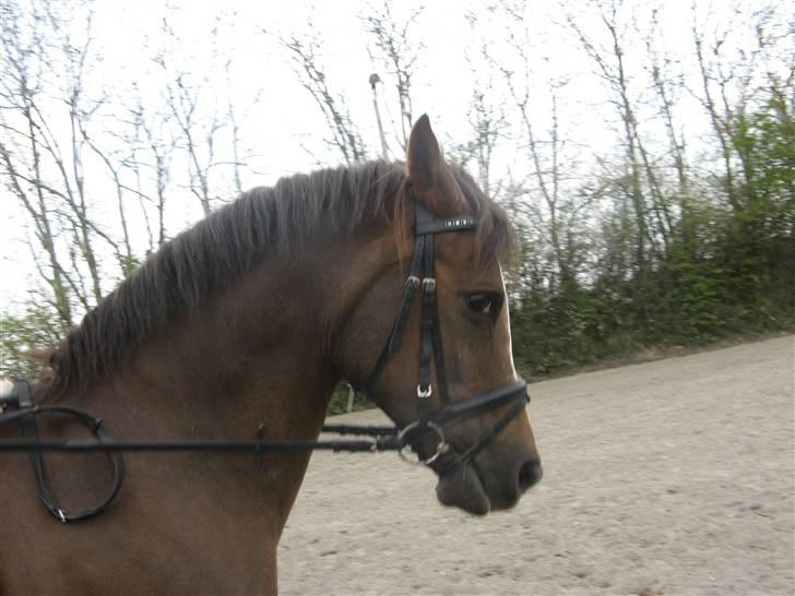 Hollandsk Sportspony filur  - futtes hoved <3 billede 16