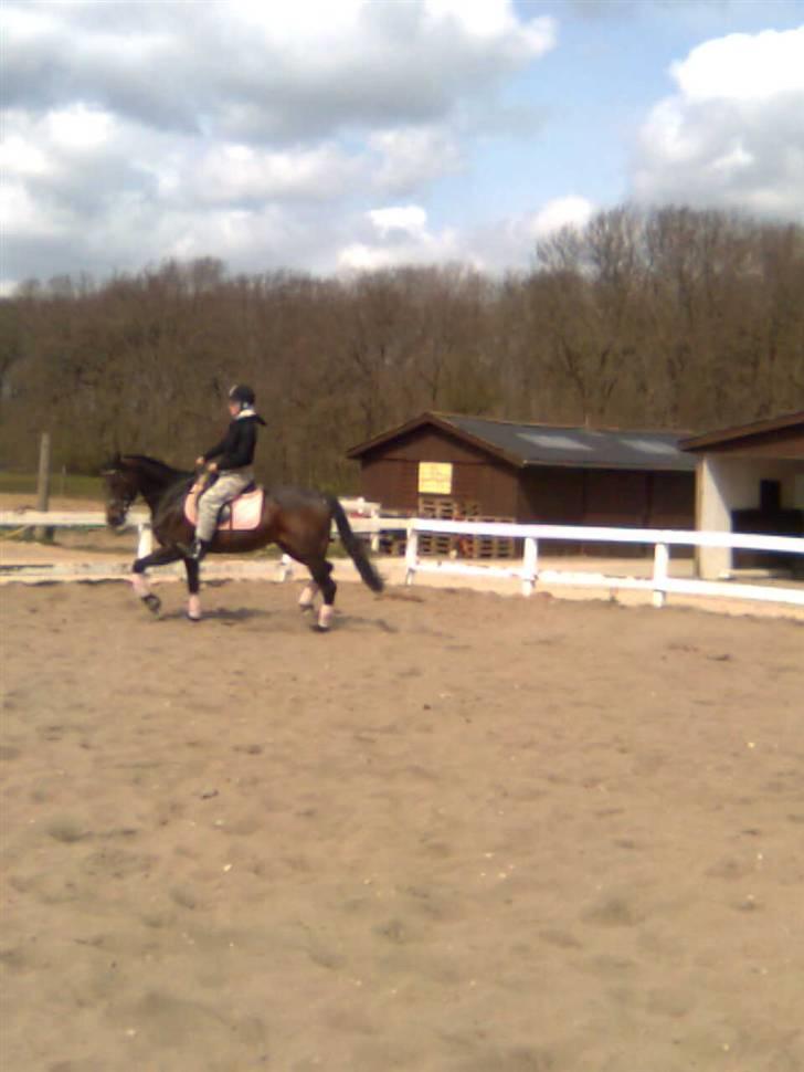 Traver anni caine   Solgt - Lidt opvarmning inden vi skal ind og vise hvor dygtige vi er:) billede 5