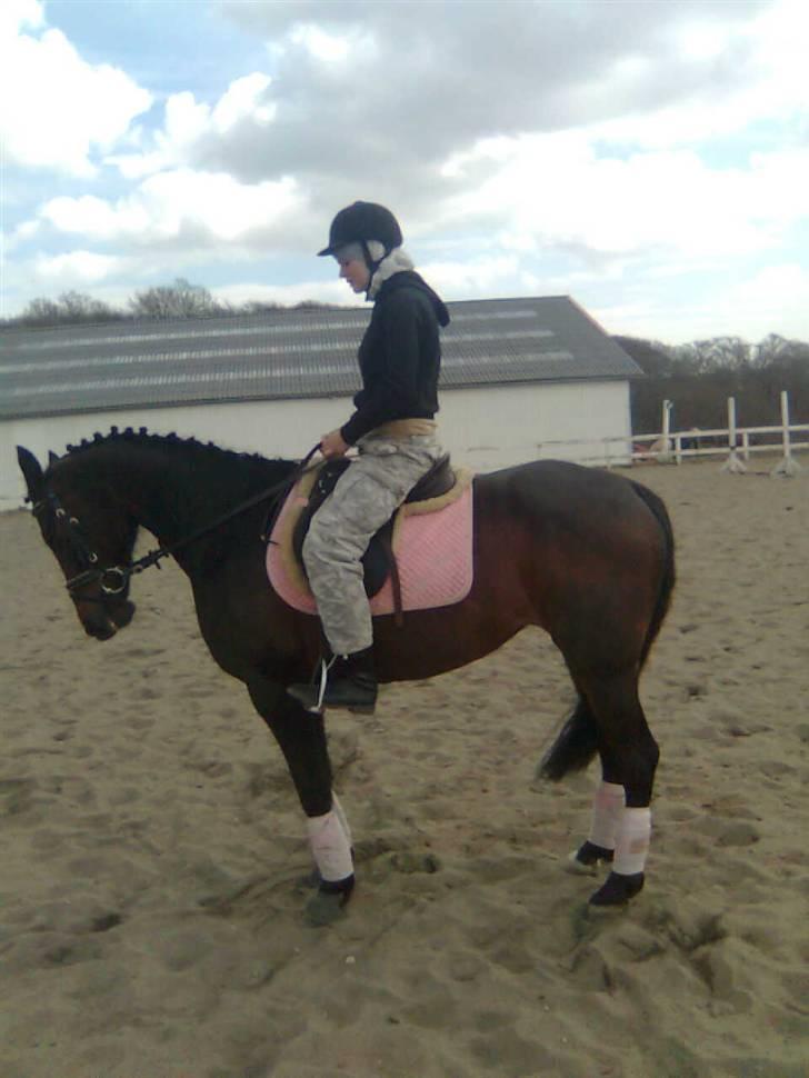 Traver anni caine   Solgt - Inden stævnet . Er hun ikk fin:) billede 7