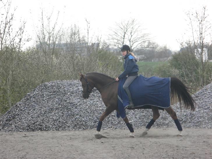 Hollandsk Sportspony filur  billede 17