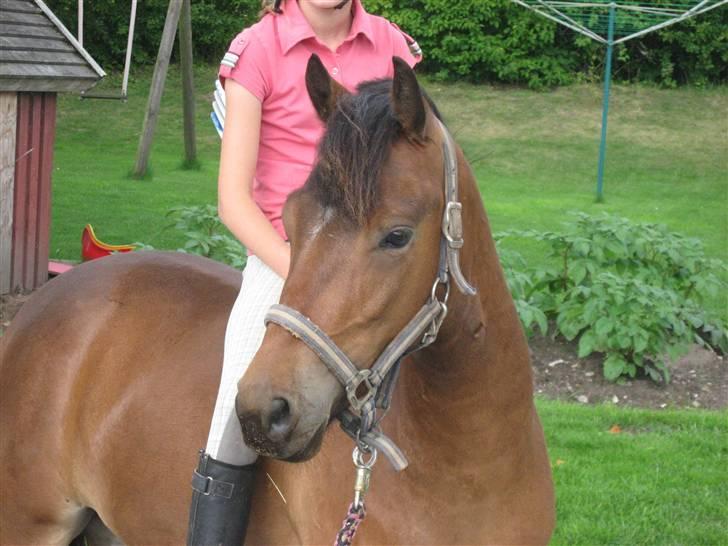 Anden særlig race Skovbys Chester Brown - Uden sadel og hovedtøj på den sødeste 3-års! billede 11