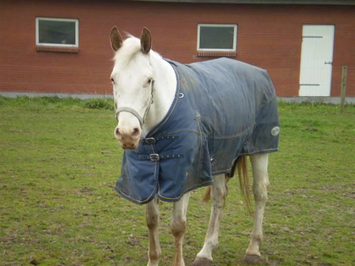Knabstrupper doktorgaardens sasjarel - sasjarel på marken billede 1