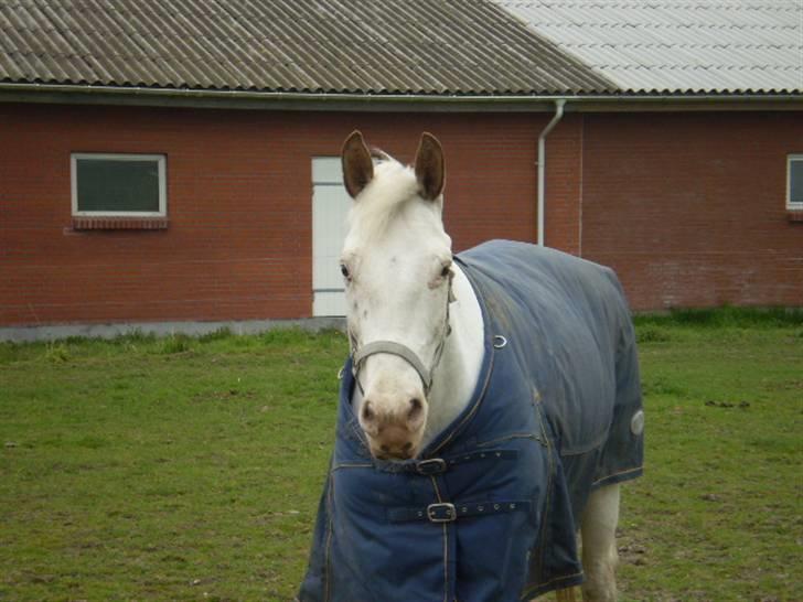 Knabstrupper doktorgaardens sasjarel - sasjarel på græs billede 2
