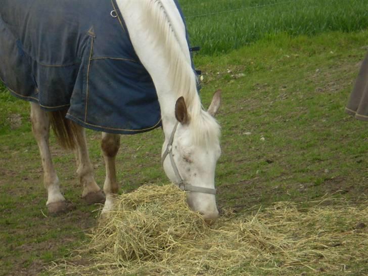 Knabstrupper doktorgaardens sasjarel - så er man blevet sulten billede 3