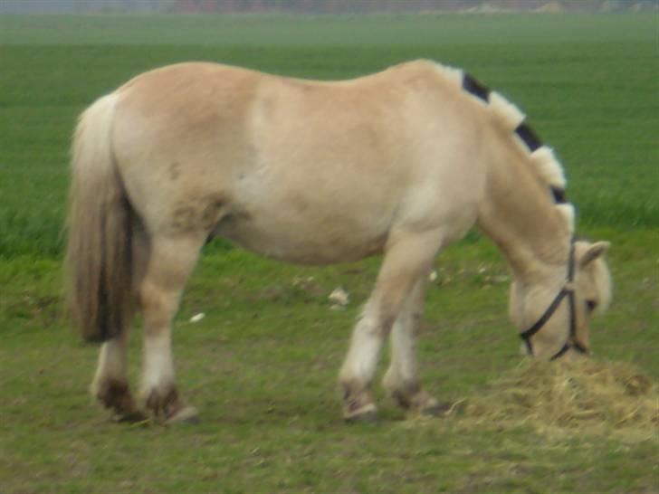 Fjordhest Laban - man er vel lidt mad glad :D billede 1