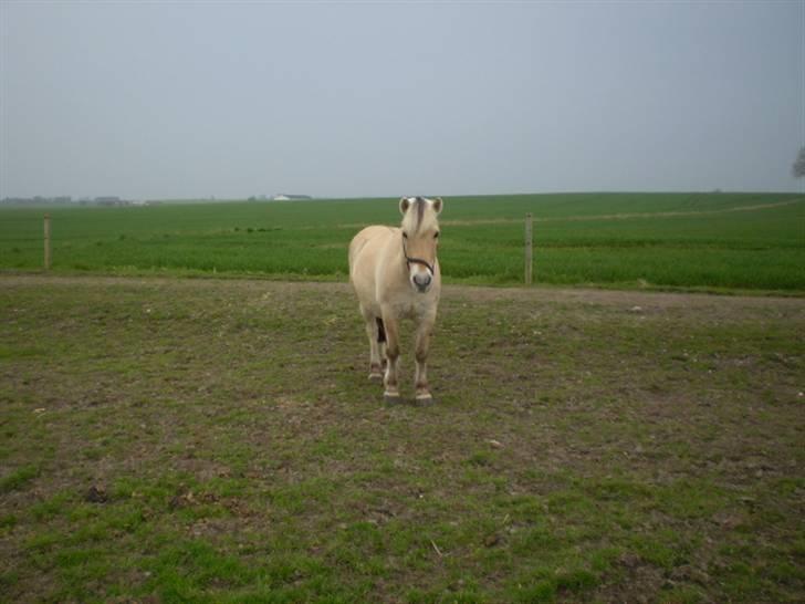 Fjordhest Laban billede 2