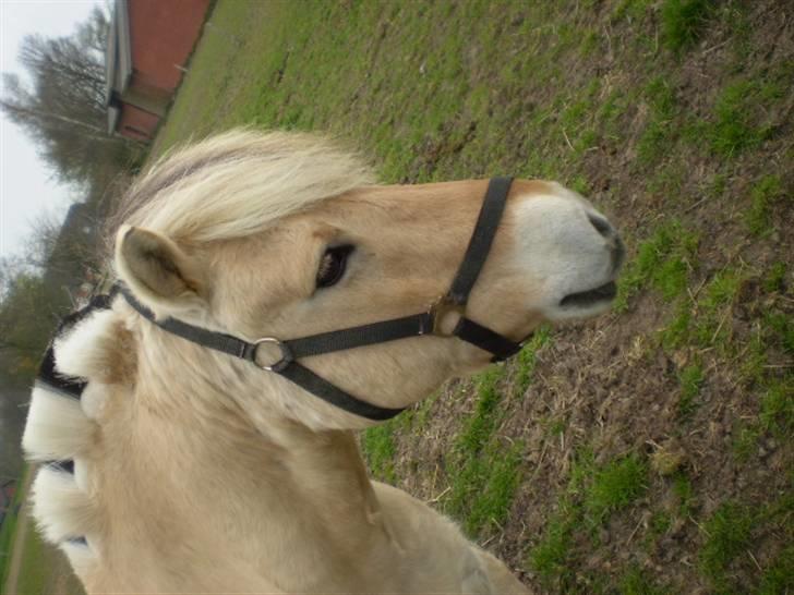 Fjordhest Laban billede 3