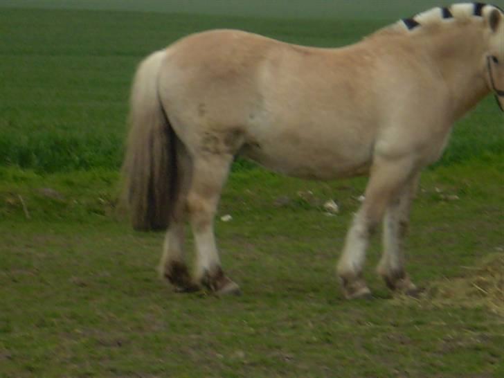 Fjordhest Laban billede 4