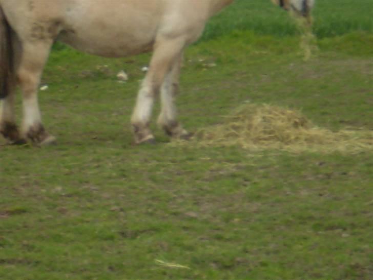 Fjordhest Laban billede 5