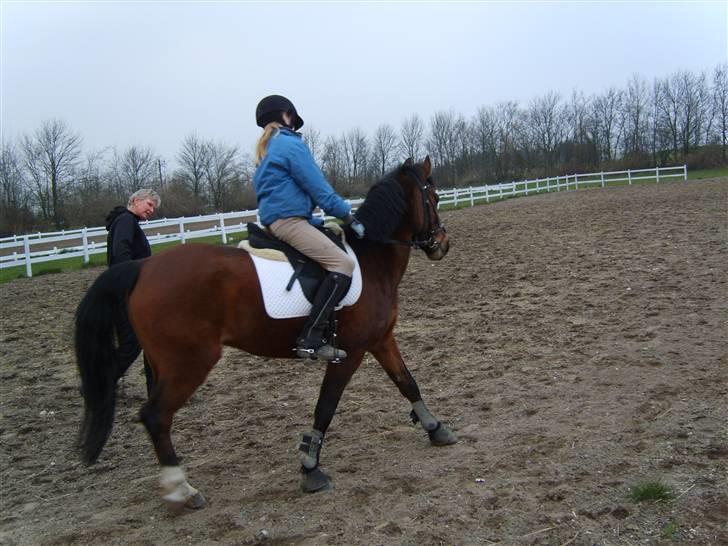 New Forest Jonie Skat<3!  billede 9