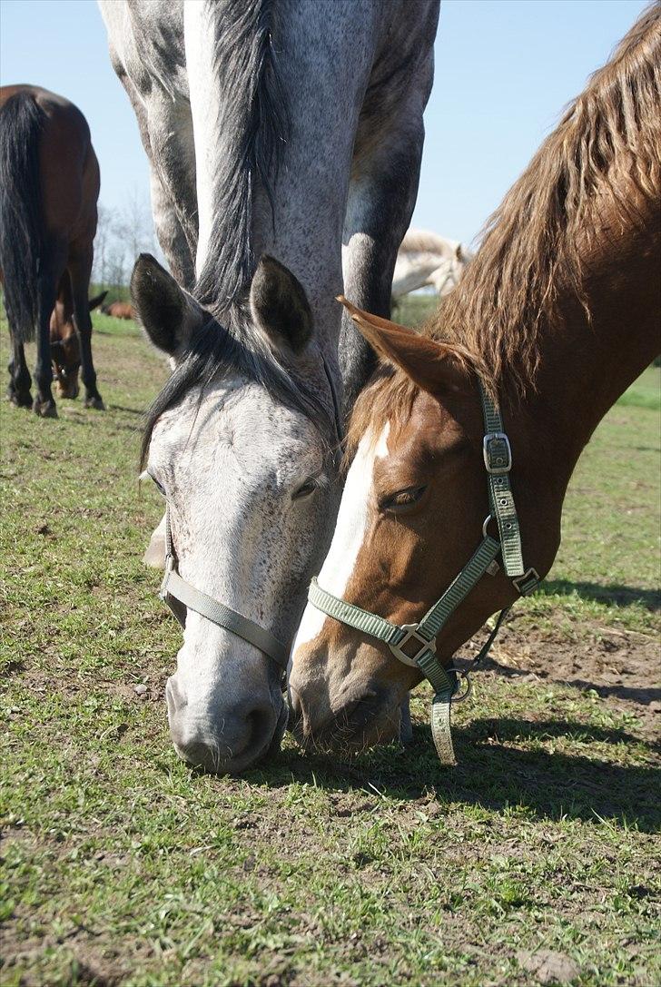 Welsh Partbred (Sec F) Liezelshof Benji - R.I.P - "Horses make a landscape look beautiful.”
Foto: Mig.  billede 3