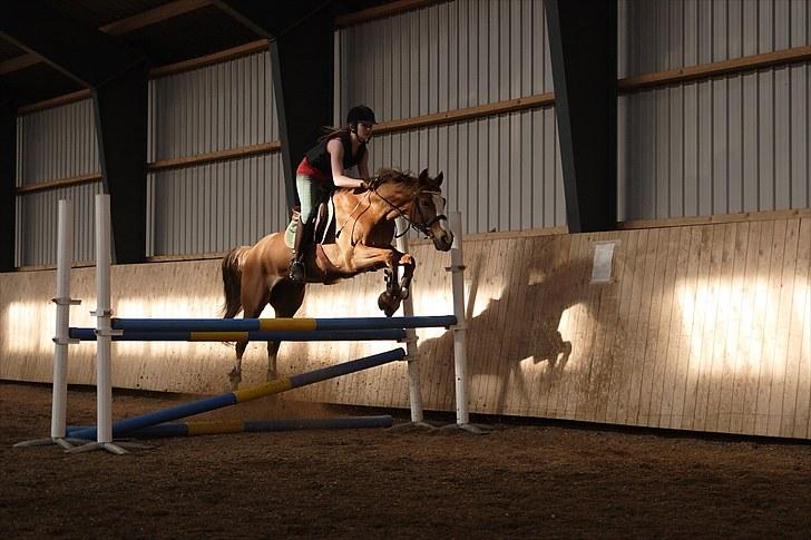 Welsh Partbred (Sec F) Liezelshof Benji - R.I.P - "There is something about the outside of a horse that is good for the inside of a man." billede 4