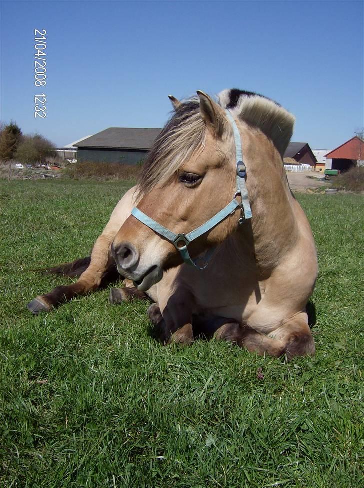 Fjordhest laybourns pink cleo billede 2
