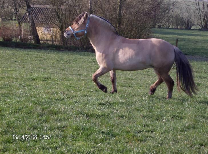 Fjordhest laybourns pink cleo billede 5