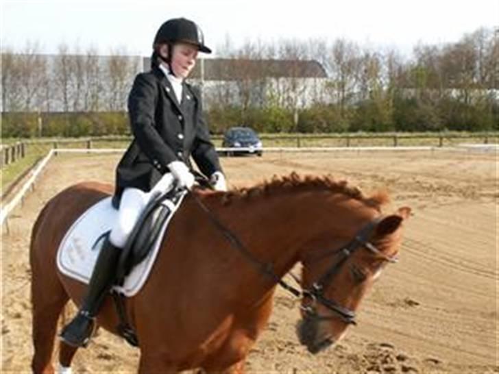 Hollandsk Sportspony Jannus *Solgt* - Stævne på kærbo hvor jeg red lc1 26/4 billede 1