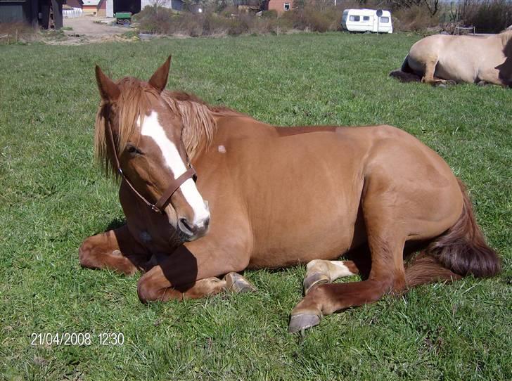 Dansk Varmblod stærebogårds ayla *SOLGT* billede 1