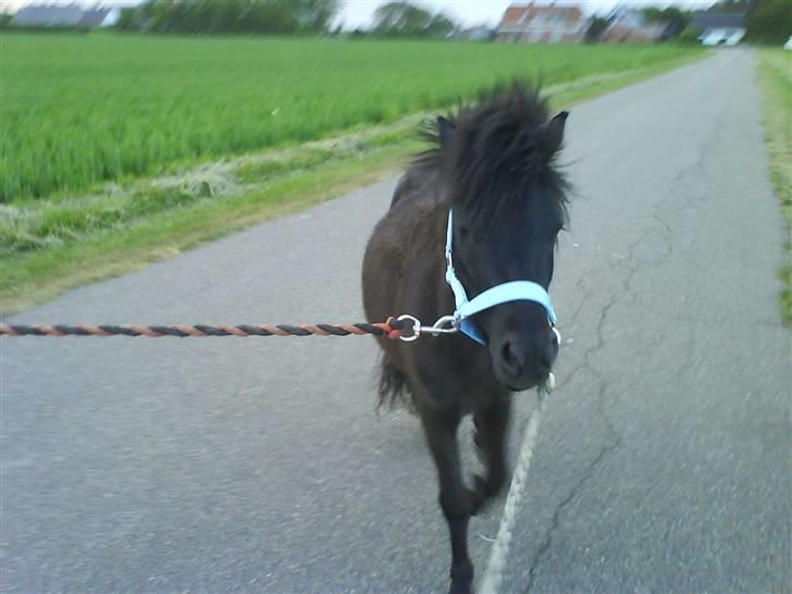 Anden særlig race Lucas billede 3