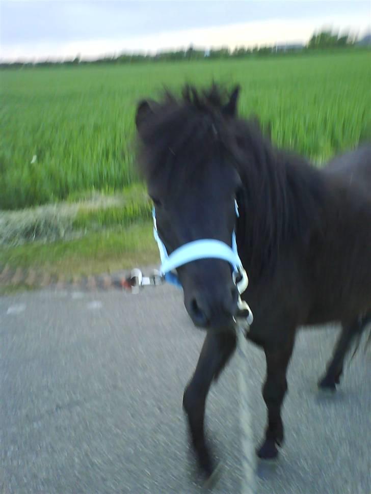 Anden særlig race Lucas billede 5