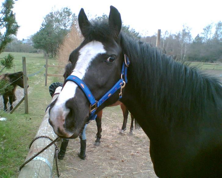 Anden særlig race Black Beauty (SOLGT) - min smukke pony billede 1